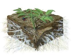 dessin de plante avec racines mycorhizes les jardiniers modernes
