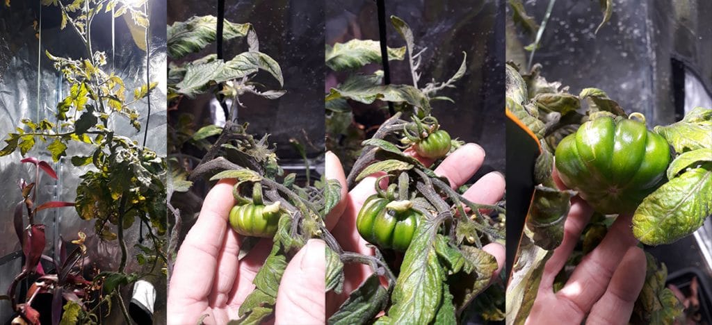 Hydro&Culture Morlaix Sauvetage Tomates Gandalf Plant Croissance Floraison Fruit Fructification Verdure Qualité Top Engrais Plantes