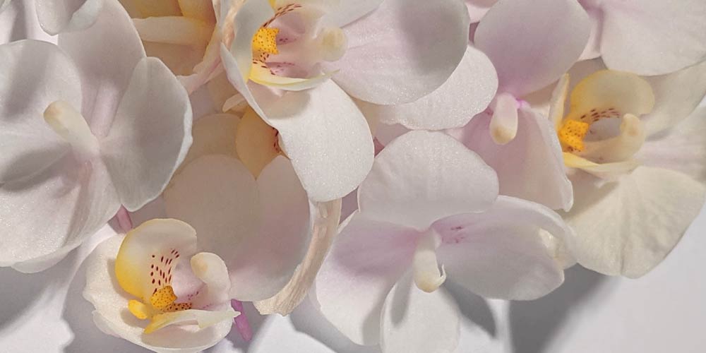 guide entretien des orchidées les jardiniers modernes