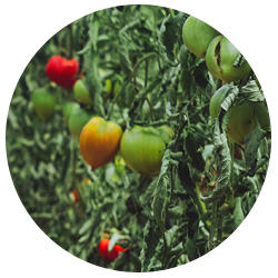 tailler plants de tomates
