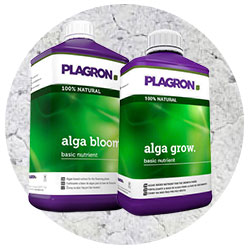 alga grow alga bloom