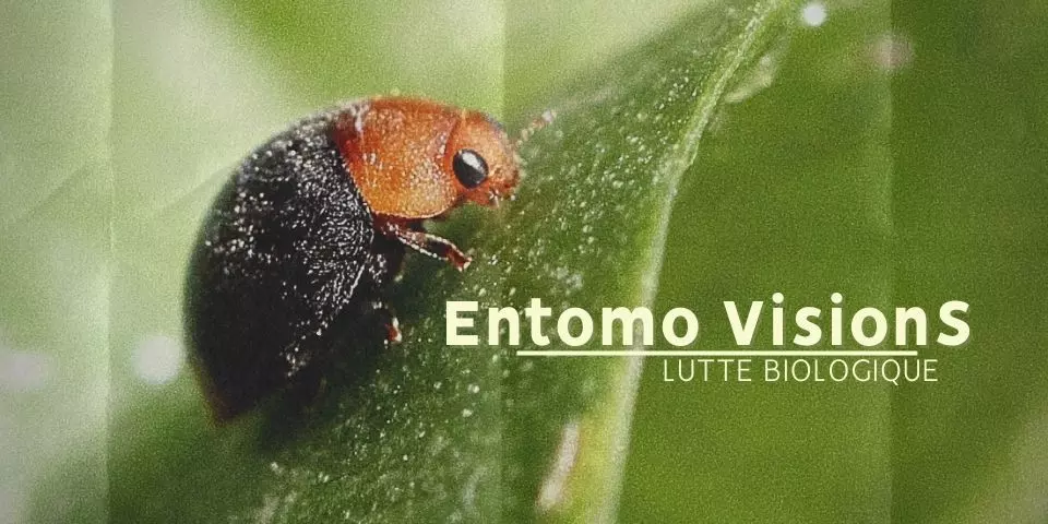 Lutte Biologique : Les produits Entomo VisionS