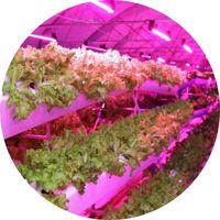 Aéroponie Culture Aéroponique en intérieur salades serres éclairage horticole croissance floraison