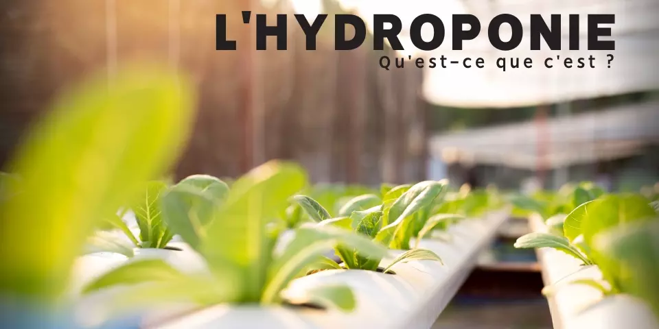 Les différents systèmes hydroponiques — Blog GrowShop