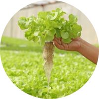 Salade cultivée en Hydroponie culture indoor outdoor d'intérieur