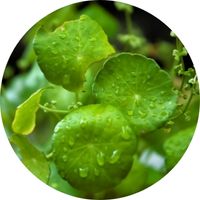 Humidité Plante verte gouttes d'eau