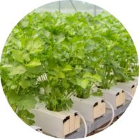Salade Système Aquaponique Hydroponie Culture d'intérieur indoor outdoor agriculture urbaine Growstream Plantes Rendement Croissance Floraison