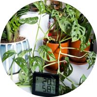 Thermomètre Hygromètre Plantes d'intérieur
