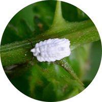 Comment éliminer définitivement les cochenilles farineuses parasites blancs sur plantes feuilles insectes tâches blanches nuisibles