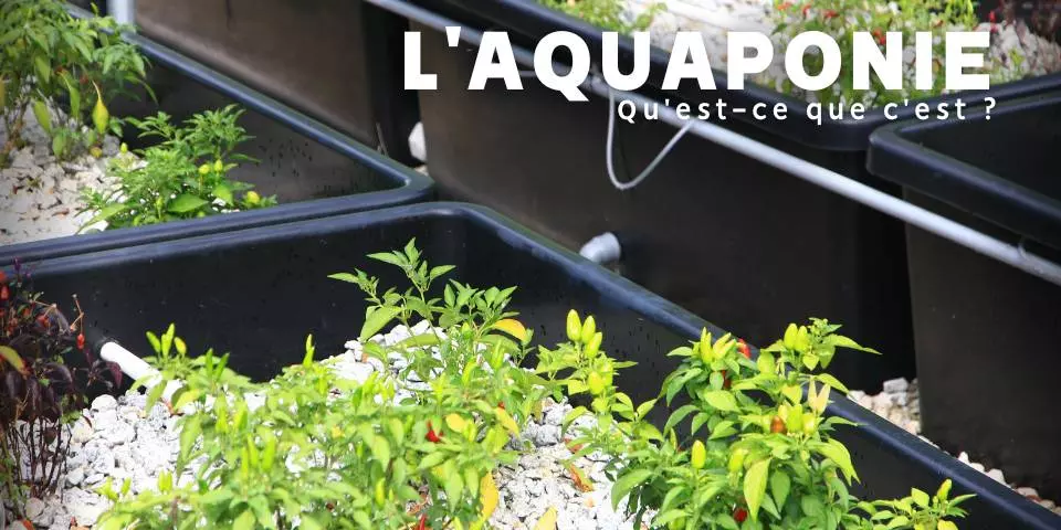 Aquaponie système de culture Aquaculture Hydroponie