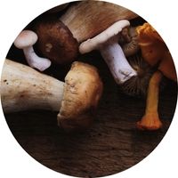 Champignons à manger sur une planche de bois Cepes Bolets Récolte Automnale faire pousser par soi-même chez soi mushrooms shrooms