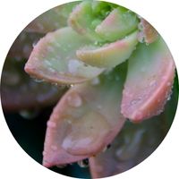 Taux d'Humidité plantes succulentes relative absolue culture indoor
