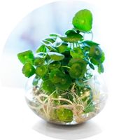 Hydroculture plante en pot de verre jardin d'eau d'intérieur décoration branchée classe zen Racines visibles élégant style comment faire