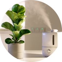 Humidificateur Zen Décoration d'intérieur ambiance plantes grasses sec humide indoor moderne élégance classe calme cozy