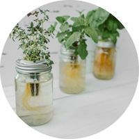 Hydroculture Hydroponie Herbes Aromatiques Pots DIY Décoration d'Intérieur facile à faire persil ail ciboulette origan basilic racines