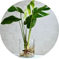 Hydroculture idées décoration d'intérieur comment faire pousser des plantes dans l'eau racines visibles monstera tissus racinaire