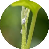 huile de neem contre les cochenilles farineuses insectes insecticide naturel biologique organique efficace bienfaits utile puissant