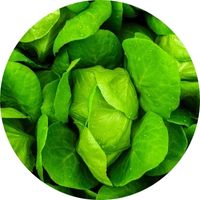 Salade Qu'est-ce que la Bioponie culture hors-sol respect de la planète environnement nature écologie agriculture biologique sain nutriments qualité