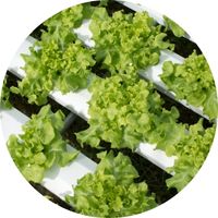 Salades Bioponie C'est Quoi Culture Hors-Sol Écologique Organique Naturel Respect de l'Environnement Planète Système Hydroponique Engrais Croissance Floraison