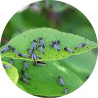 Insectes pullulant sur une feuille comment s'en débarrasser moustiques thrips aleurodes cochenilles moucherons puces tiques huile de neem